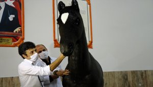 Akademisyenlerin öğrenciler için tasarladığı sığır ve at gerçeğini aratmıyor