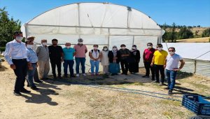 Bozkırlı çiftçiler seralarda incelemelerde bulundu