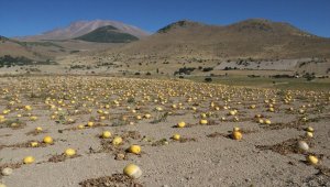 Çerezlik kabak tarlaları "sarı gelinliği"ni giydi
