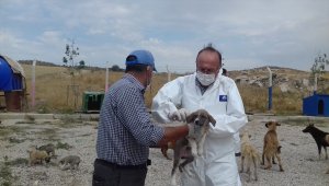 Çubuk'ta sokak hayvanlarına sağlık hizmeti 