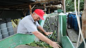 Çubuklu Üstün ailesi turşuculuğu kuşaktan kuşağa aktarıyor 