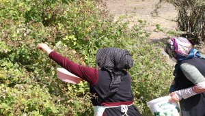 Dağ ve derelerde yetişen kuşburnu ve böğürtlenler kadınlara gelir kapısı oldu 