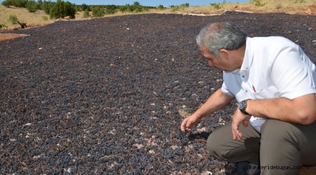 Güneysınır Belediye Başkanı Demir, üzüm sergi alanlarını inceledi