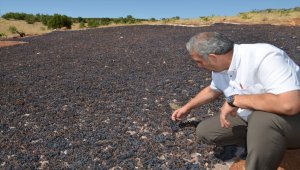 Güneysınır Belediye Başkanı Demir, üzüm sergi alanlarını inceledi