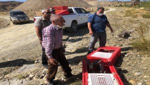 Hüyük'te kınalı keklikler doğayla buluşturuldu