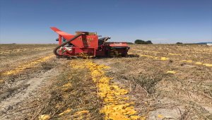 Karapınar'da ilk defa ekilen çerezlik kabak çekirdeği hasadı gerçekleşti