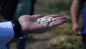 Kayseri'de nadasa bırakılan arazilerde yüzde 75 tohum hibesi ile ekilen yerli fasulyenin hasadı yapıldı