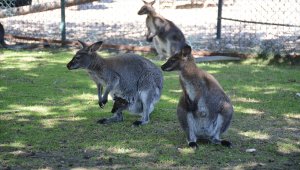 Keçiören Belediye Başkanı Altınok: "Kanguru görmek isteyen Keçiören'e gelsin"