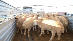 Kırıkkale'de damızlık koç dağıtıldı