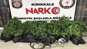 Kırıkkale'de ırmak kenarında Hint keneviri yetiştiren 2 zanlı tutuklandı