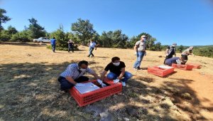 Konya'da 500 kınalı keklik doğayla buluşturuldu