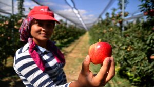Sadece 400 ton toplanıyor, dalındayken satılıyor, 20 ülkeye ihraç ediliyor