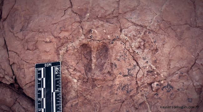 Sivas'ta hayvan ayak izi fosilleri bulundu