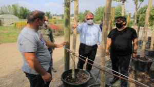 Sivas'ta yeşil alanlarda sıra dizimi otomatik sulama sistemine geçildi
