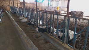 Tırın kopardığı elektrik kablosunun ahırın çatısına düşmesi sonucu 5 inek telef oldu