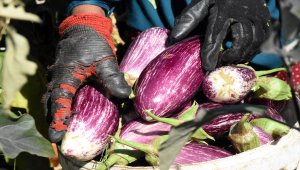 Yamula patlıcanı çiftçinin yüzünü güldürdü
