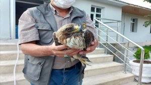 Yaralı paçalı şahin hayvan hastanesinde tedaviye alındı