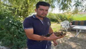 Yonca tarlasında bulduğu yaralı yavru kızıl şahini tedavi ettirdi