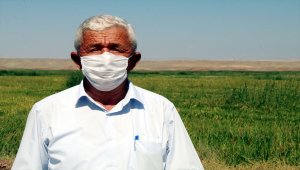 Yüksek hava sıcaklıkları çeltik üreticilerini memnun ediyor