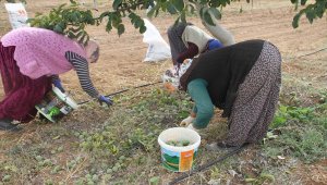 Annesinin memleketine kurduğu ceviz bahçeleriyle tarımsal üretime katkı sağlıyor