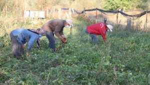 Ata tohumlarıyla yetiştirilen "Çetmi şeker fasulyesinde" hasat sona erdi
