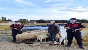 Başkentte hayvan hırsızlığı 