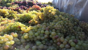 Beypazarı'nda güzle birlikte bağ bozumu ve pekmez yapımına başlandı 