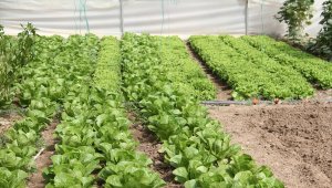 Beyşehir'de desteklemeler seracılıkta hamle yaptırdı