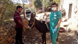 Bozkır'da at, eşek ve katırlara mikroçip uygulaması yapıldı