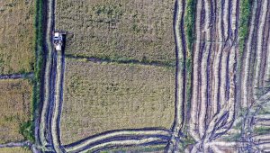 Brandaların üzerinde kurutulan çeltik pirince dönüştürülüp sofralardaki yerini alıyor