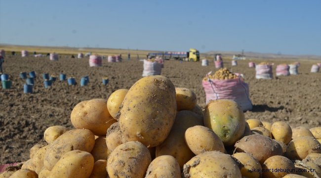 Bünyan'da kışlık patates hasadı başladı
