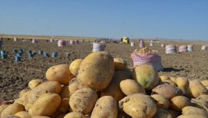 Bünyan'da kışlık patates hasadı başladı
