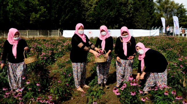 Bursalı kadın çiftçiler "ekinezya" yetiştirmeye başladı