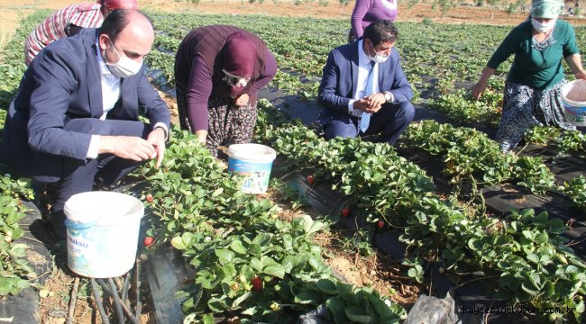 Büyükşehir Belediye Başkanı Altay, çalışan kadınlarla birlikte çilek hasadı yaptı