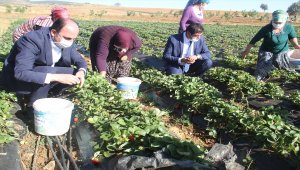 Büyükşehir Belediye Başkanı Altay, çalışan kadınlarla birlikte çilek hasadı yaptı
