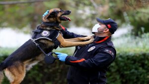 Emniyetin "hassas burnu" Alex, 7,5 yıldır uyuşturucuya geçit vermiyor