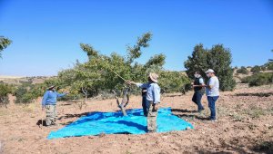 Felahiye'de badem hasadı 