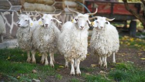 Güdül'den getirilen Ankara keçileri "Altınköy'ün maskotu" oldu