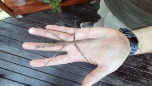 Hayalet böcek "dal" görenleri şaşırtıyor