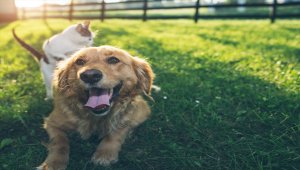 HEKTAŞ, M Oil İstasyon ziyaretçilerinin can dostlarına destek oluyor
