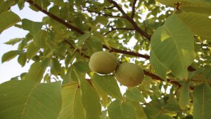 Kaman cevizinde "yüksek rekolte" beklentisi