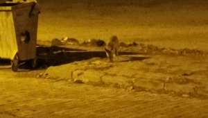 Karapınar'da aç kalan tilkiler şehre indi