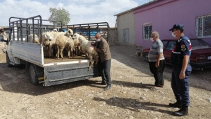 Kayseri Asayiş Haber: Yahyalı'da hayvan dolandırıcılığı