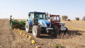 Kayseri'de kabak posaları hayvan yemine dönüşüyor