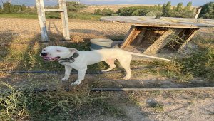 Kayseri'de tehlikeli köpek besleyenlere 38 bin lira ceza