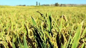 Kırıkkale'de çeltik verimi üreticilerin yüzünü güldürüyor