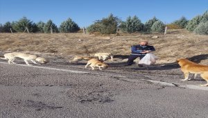 Kızılcahamam Belediyesi sokak hayvanlarına sahip çıkıyor