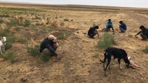 Konya'da köpeklerle tavşan avlayan 5 kişiye 14 bin 355 lira ceza kesildi