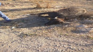 Koyulhisar'da aracın çarptığı 3 manda telef oldu