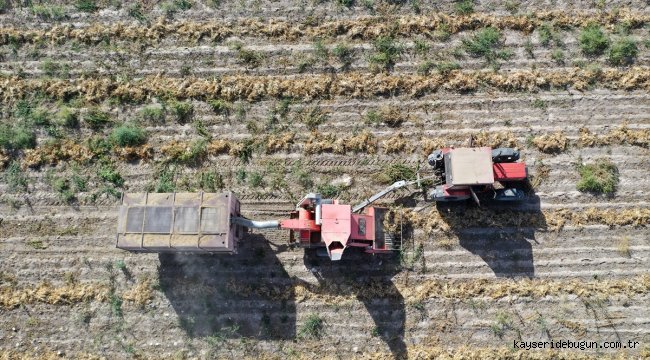 Nevşehir'de fasulyeye yönelen çiftçinin yüzü güldü